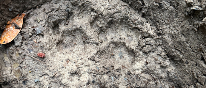 EXPLORING THE RAINFOREST Leopard Tracks