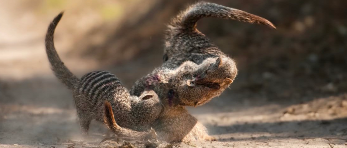 Machaba Camp Wildlife Sightings August 2026 Banded Mongoose Fighting
