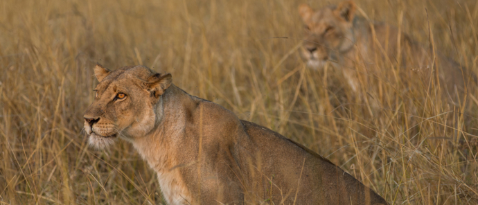 Zimbabwe Mana Pools Ingwe Pan Sightings July 2021 Lionesses Zimbabwe Mana Pools Ingwe Pan Sightings July 2021 Lionesses