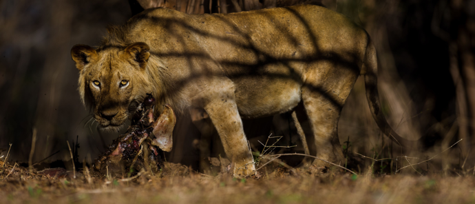 Zimbabwe Mana Pools Ingwe Pan Lion Zimbabwe Mana Pools Ingwe Pan Lion