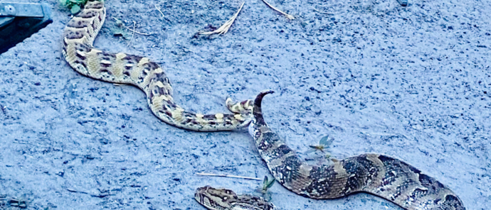 Machaba Safaris Okavango Delta Sightings July Puff Adders Mating Machaba Safaris Okavango Delta Sightings July Puff Adders Mating