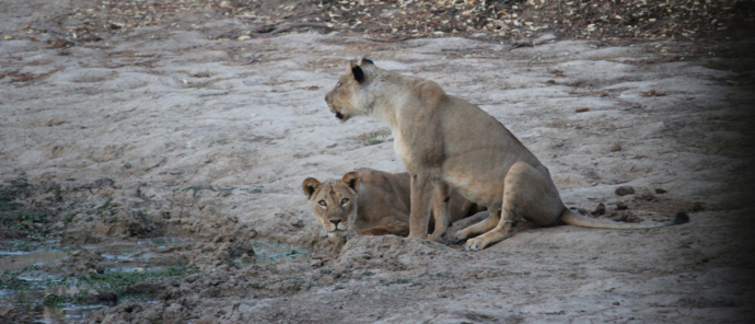 Machaba Safaris Ingwe Pan Lions Machaba Safaris Ingwe Pan Lions