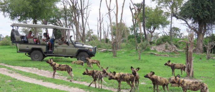 Machaba Safaris Gomot Plains Wildlife Sightings Dec 2024 Wild Dog Pack Machaba Safaris Gomot Plains Wildlife Sightings Dec 2024 Wild Dog Pack