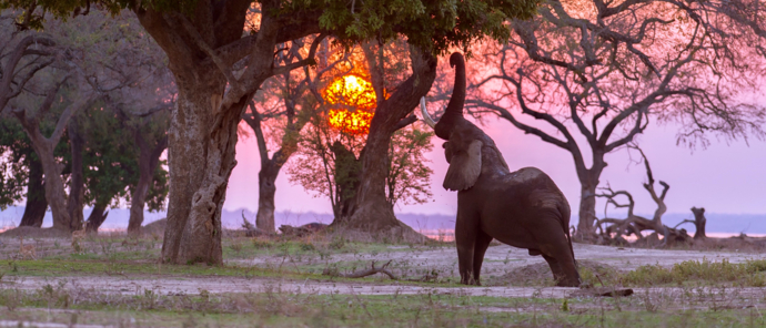 Machaba Ingwe Pan Camp Wildlife Sightings June 2025 Boswell The Elephant Machaba Ingwe Pan Camp Wildlife Sightings June 2025 Boswell The Elephant