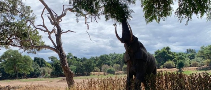 Machaba Ingwe Pan Camp Wildlife Sightings July 2025 Elephant Reaching Into A Tree Machaba Ingwe Pan Camp Wildlife Sightings July 2025 Elephant Reaching Into A Tree