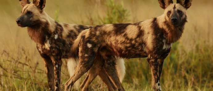 Machaba Kiri Camp Wildlife Sightings May 2026 African Wild Dogs In The Okavango