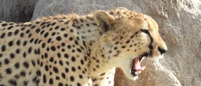 Machaba Kiri Camp Wildlife Sightings June 2026 Cheetah Yawning