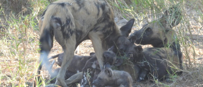 Machaba Kiri Camp Wildlife Sightings July 2026 African Wild Dogs Feeding Puppies