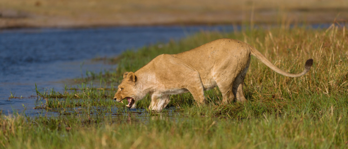 Machaba Botswana Okavango Delta Machaba Camp Sightings January 2020 Lion Machaba Botswana Okavango Delta Machaba Camp Sightings January 2020 Lion