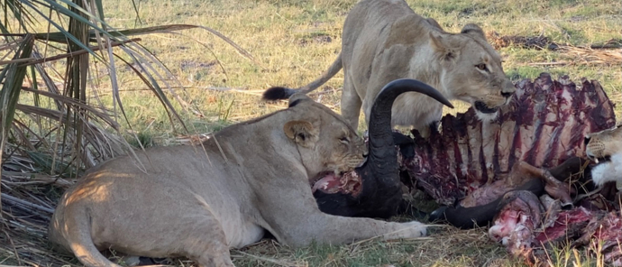 Botswana Okavango Delta Machaba Camp Wildlife Sightings Lion Kill Botswana Okavango Delta Machaba Camp Wildlife Sightings Lion Kill