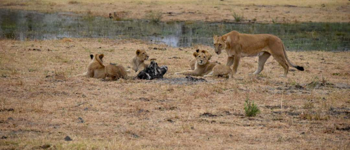 Botswana Okavango Delta Machaba Camp Sightings December 2021 Lion Pride Botswana Okavango Delta Machaba Camp Sightings December 2021 Lion Pride