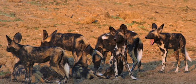 Zimbabwe Mana Pools Ingwe Pan Wild Dog Zimbabwe Mana Pools Ingwe Pan Wild Dog
