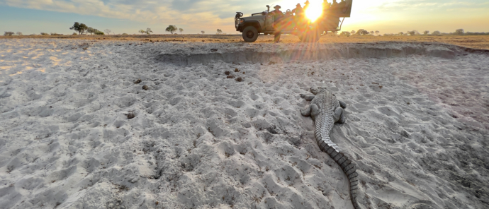 Machaba Safaris Okavango Delta Kiri Camp Wildlife Sightings Crocodile Game Viewer Machaba Safaris Okavango Delta Kiri Camp Wildlife Sightings Crocodile Game Viewer