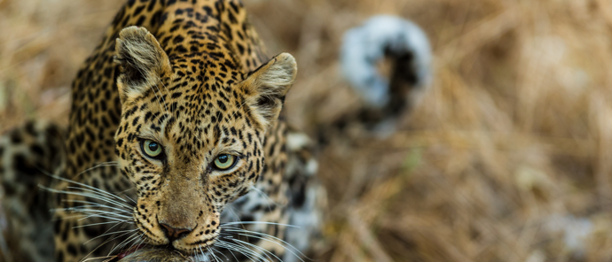 Machaba Safaris Machaba Camp Leopard Machaba Safaris Machaba Camp Leopard