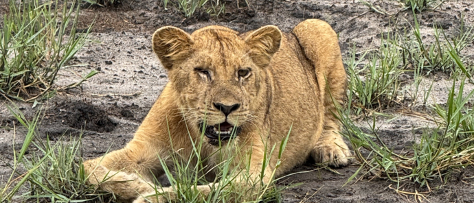 Machaba Kiri Camp Wildlife Sightings February 2025 Lion Cub Laying Down Machaba Kiri Camp Wildlife Sightings February 2025 Lion Cub Laying Down