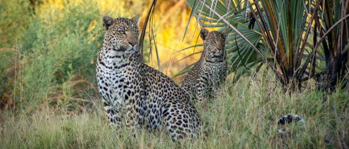 Machaba Gomoti Plains Camp Wildlife Sightings June 2025 Leopardess And Her Cub Machaba Gomoti Plains Camp Wildlife Sightings June 2025 Leopardess And Her Cub