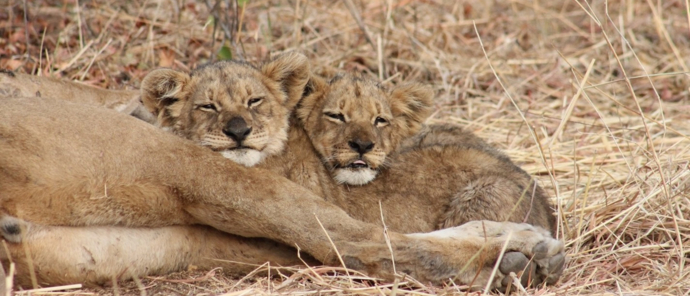 Machaba Deteema Springs Camp Wildlife Sightings August 2025 Lion Cubs Sleeping Together Machaba Deteema Springs Camp Wildlife Sightings August 2025 Lion Cubs Sleeping Together