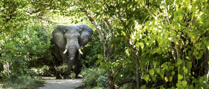 Machaba Safaris De Snaring Operation Elephant