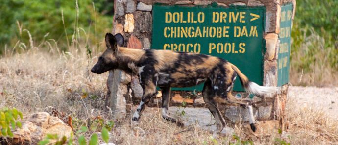 Machaba Deteema Springs Camp Wildlife Sightings August 2026 Wild Dog In Hwange National Park