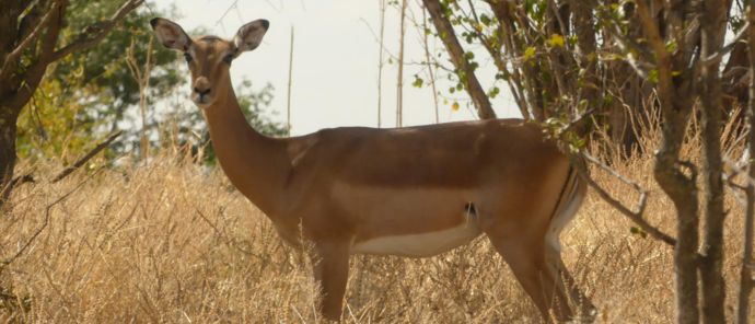 Machaba Botswana Hwange Deteema Impala May Sightings 2020 Machaba Botswana Hwange Deteema Impala May Sightings 2020