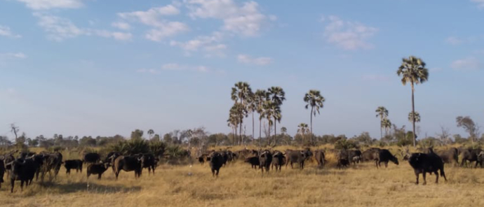 Gomoti Plains | Sightings July 2021 | Botswana Safaris
