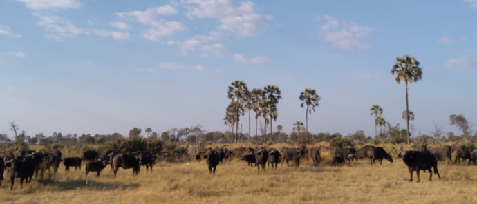 Botswana Okavango Gomoti Sightings July 2021 Buffalo Herd Opt Botswana Okavango Gomoti Sightings July 2021 Buffalo Herd Opt