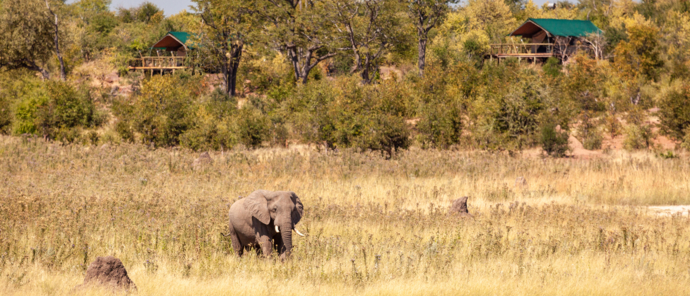Machaba Safaris Zimbabwe Hwange National Park Deteema Springs Wildlife Sightings June 2022 Lone Elephant At Deteema Springs Machaba Safaris Zimbabwe Hwange National Park Deteema Springs Wildlife Sightings June 2022 Lone Elephant At Deteema Springs
