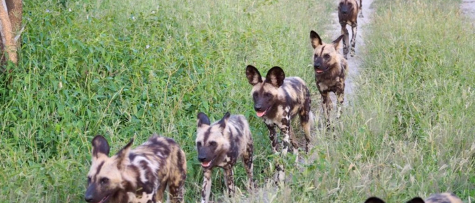 Machaba Deteema Springs Camp Wildlife Sightings May 2025 African Wild Dogs Moments Before Spotting Prey Machaba Deteema Springs Camp Wildlife Sightings May 2025 African Wild Dogs Moments Before Spotting Prey