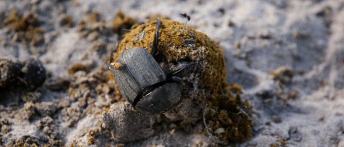 Machaba Kiri Camp Wildlife Sightings February 2026 Dung Beetle