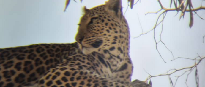 Machaba Monachira Camp Wildlife Sightings August 2026 Leopard In A Tree