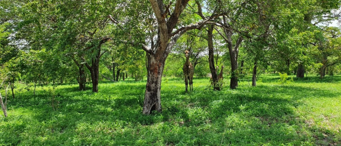 Machaba Safaris Botswana Chobe Ngoma Lodge Sightings Dec 2019 Body Image Giraffes Machaba Safaris Botswana Chobe Ngoma Lodge Sightings Dec 2019 Body Image Giraffes