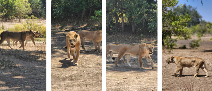 Machaba Safaris Zimbabwe Mana Pools National Park Mana River Camp Lions Alking Close To Camp Machaba Safaris Zimbabwe Mana Pools National Park Mana River Camp Lions Alking Close To Camp