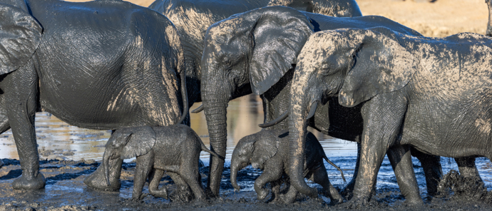 Zimbabwe Hwange Verneys Wildlife Sightings Matin Harvey Elephtants Waterhole Zimbabwe Hwange Verneys Wildlife Sightings Matin Harvey Elephtants Waterhole