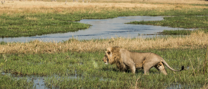 Machaba Camp Wildlife Sightings June 2025 Lion Crossing A River Machaba Camp Wildlife Sightings June 2025 Lion Crossing A River
