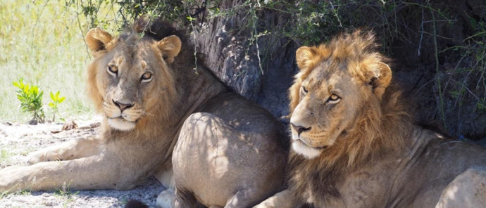 Machaba Monachira Camp Wildlife Sightings June 2025 Lion Brothers Resting Together Machaba Monachira Camp Wildlife Sightings June 2025 Lion Brothers Resting Together