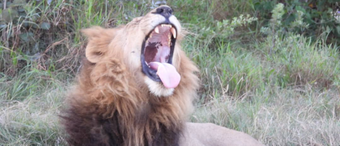 Machaba Kiri Camp Wildlife Sightings May 2026 Lion Roaring