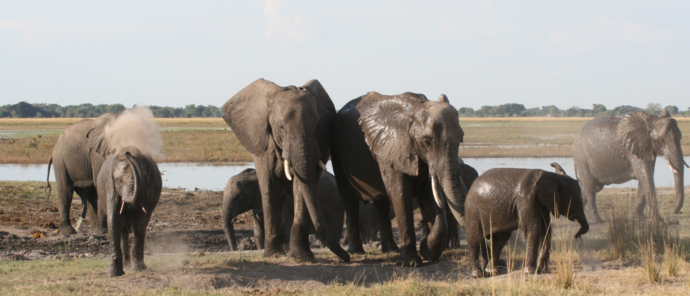 Machaba Ngoma Safari Lodge Wildlife Sightings May 2026 Elephants Bathing