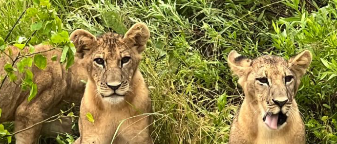 Machaba Kiri Camp Wildlife Sightings August 2026 Lion Cubs In A Bush