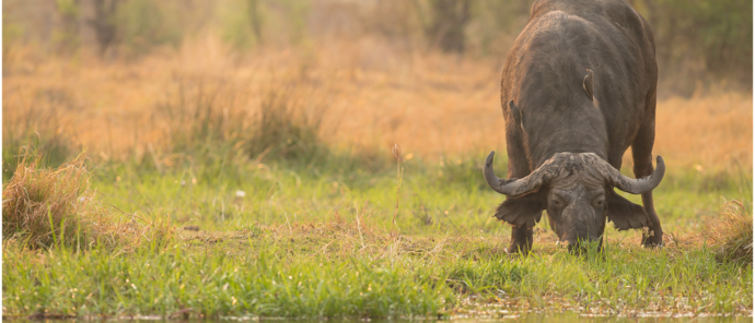Machaba Botswana Okavango Delta Machaba Camp Buffalo May Sightings 2020 Machaba Botswana Okavango Delta Machaba Camp Buffalo May Sightings 2020