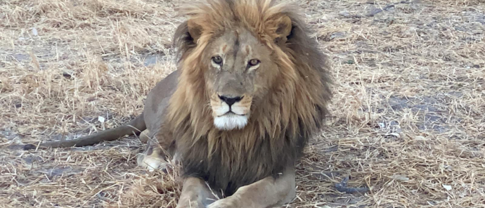 Botswana Okavango Delta Gomoti Plains August Sightings 2021 Male Lion Botswana Okavango Delta Gomoti Plains August Sightings 2021 Male Lion