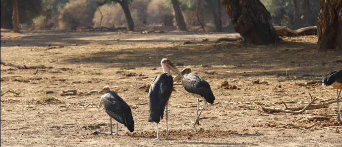 Willdife Sightings Mana River Camp Zimbabwe September 2024 Marabou Storks Willdife Sightings Mana River Camp Zimbabwe September 2024 Marabou Storks