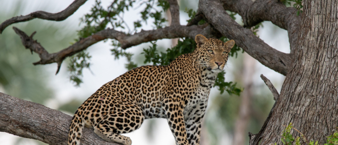 Machaba Verneys Camp Wildlife Sightings April 2025 Leopard Found Inside A Tree Machaba Verneys Camp Wildlife Sightings April 2025 Leopard Found Inside A Tree