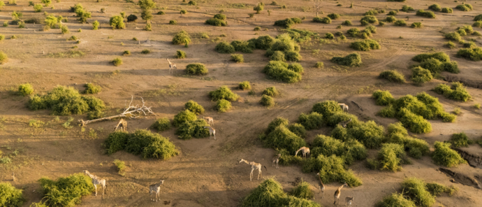 Machaba Chobe National Park Dry Season Landscape Machaba Chobe National Park Dry Season Landscape