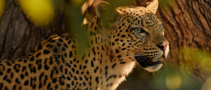 Machaba Kiri Camp Wildlife Sightings May 2026 Leopard In A Tree