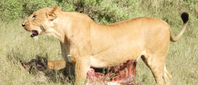 Machaba Kiri Camp Wildlife Sightings May 2026 Lioness Feeding On Impala