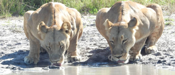 Machaba Kiri Camp Wildlife Sightings June 2026 Lionesses Drinking Water