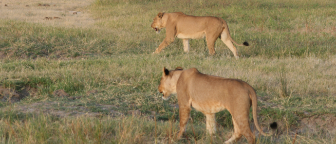 Machaba Ngoma Safari Lodge Wildlife Sightings August 2026 Two Lionesses In Chobe
