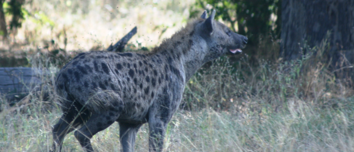 Machaba Ngoma Safari Lodge Wildlife Sightings August 2026 Hyena On The Plains