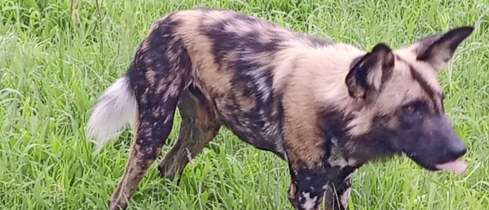 Machaba Kiri Camp Wildlife Sightings August 2026 African Wild Dog In Fresh Grass