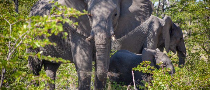 Machaba Botswana Okavango Delta Gomoti Plains Sightings February 2020 Elephants Machaba Botswana Okavango Delta Gomoti Plains Sightings February 2020 Elephants
